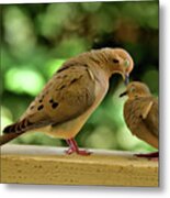 Mourning Doves - Eyes Closed In Sensual Expectation Metal Print