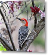 Mr. Red Belly In Spring Metal Print