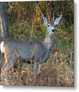 Mule Deer Doe Metal Print