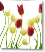 Multi Colored Tulips Metal Print