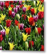 Multiple Color Tulips Metal Print