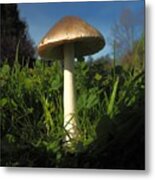 Mushroom Direction Metal Print