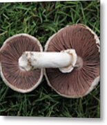 Mushroom Duet Metal Print