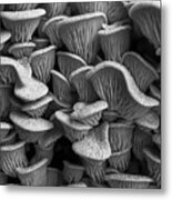 Mushroom Layers Metal Print