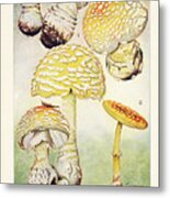 Mushrooms, Edible, Poisonous, Etc. Metal Print