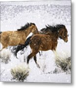 Mustangs In Winter Metal Print