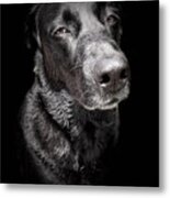 My Dog Darby Metal Print