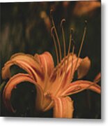 Mysterious Daylily Metal Print