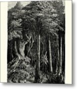 Natives Tapping The Caoutchouc Or India Rubber Tree, 19th Century Metal Print