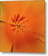 Natural Explosion Metal Print