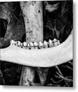 Nature Photography - Bones Metal Print