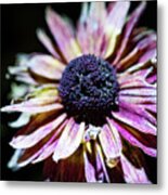 Nature Photography - Dried Floral Metal Print