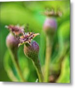 Nature Photography - Pear Tree Buds Metal Print