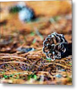 Nature Photography - Pine Cone Metal Print