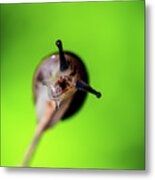 Nature Photography - Snail Metal Print