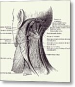 Neck Muscular System Diagram - Vintage Anatomy 2 Metal Print