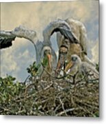 Nesting Wood Storks Cps Metal Print