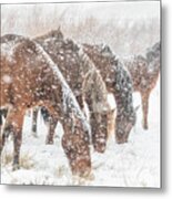 Nevada Wild Horses In Snow Metal Print