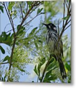 New Holland Honey Eater Perched 2 Metal Print