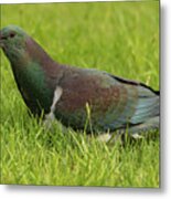 New Zealand Pigeon Metal Print