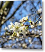 Newark Cherry Blossom Series - 6 Metal Print