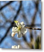 Newark Cherry Blossom Series - 7 Metal Print