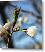 Newark Cherry Blossom Series - 8 Metal Print