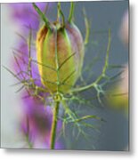 Nigella Bud Ii Metal Print