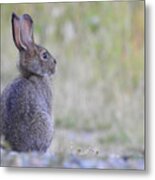 Nipped By Frost Metal Print