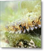 Noble Scallop Metal Print