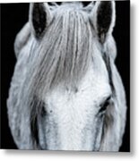 Norman - Horse Art Metal Print