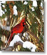 Northern Cardinal In Winter Metal Print
