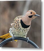 Northern Flicker 8 Metal Print