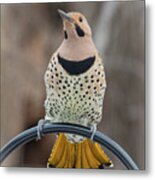 Northern Flicker 9 Metal Print