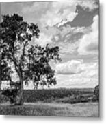 Oak Tree And A Vista Metal Print