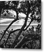 Ocean View Through Seagrape Trees Bw Metal Print