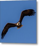 Off And Flying Metal Print