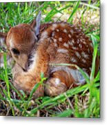 Oh Deer -  Newborn Fawn Curled Up In The Grass Metal Print
