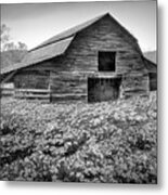 Old Barn In The Wildflowers In Black And White Metal Print