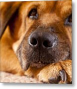 Old Dog Resting On The Floor Metal Print