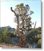 Old Twisted Juniper 2 Metal Print