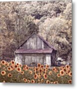 Old Wood Barn In Soft Sunflowers Metal Print