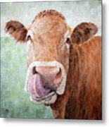 On The Nose - Cow Painting Metal Print