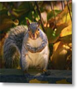 One Gray Squirrel Metal Print