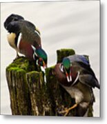 Only Room For One Wood Duck Metal Print