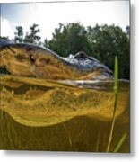 Open Wide, Alligator Metal Print