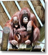 Orang Lp 9a Metal Print