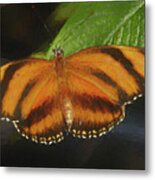 Orange Butterfly Metal Print