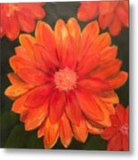 Orange Gebera Metal Print