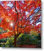 Orange Maple Metal Print